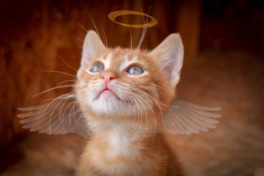süße Katze mit Flügeln und Heiligenschein